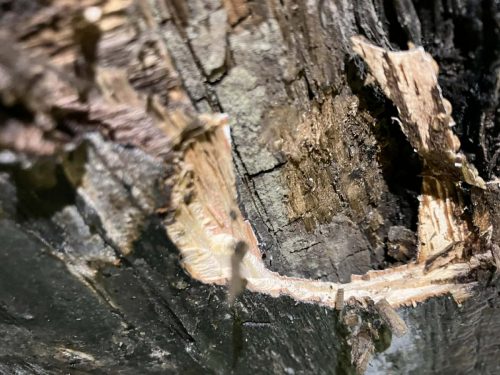 att.eVqybtAu_hsbNansCdLxEVLylT7EonkjWHcCfvGpcio